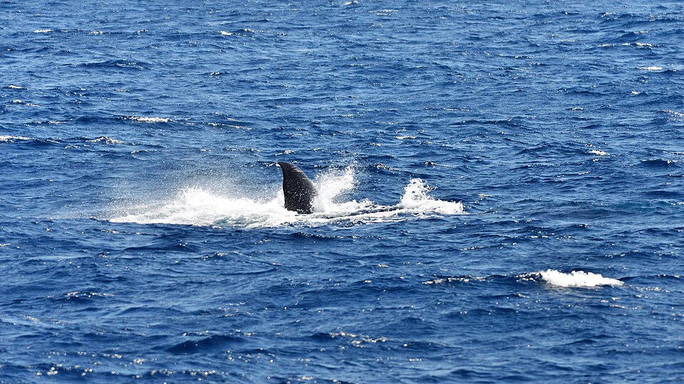 Whale watching in Mirissa, Sri Lanka