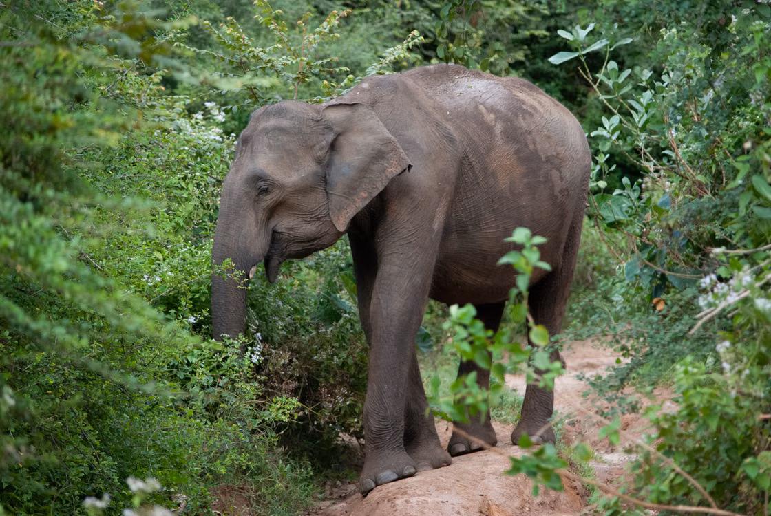 Sri Lankan elephant in Udawalawe National Park